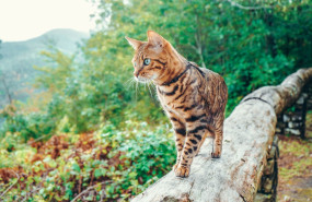 chunks and shreds cat hero 1 en 