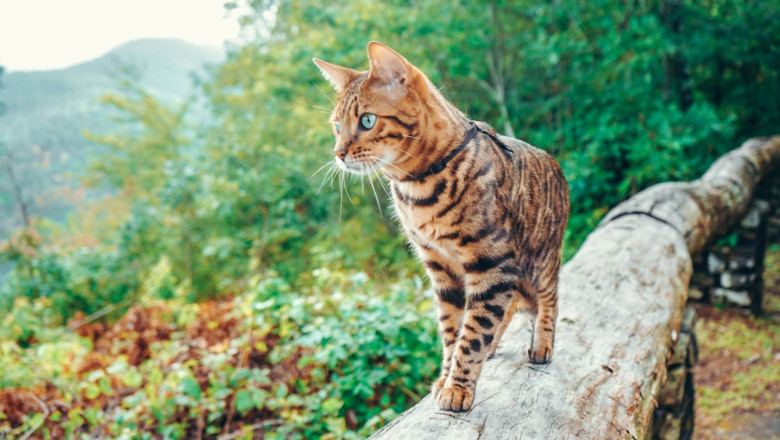 chunks and shreds cat hero 1 en 