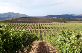 ep archivo   rio negro ya es denominacion de origen cogolludo entra en la elite del vino europeo