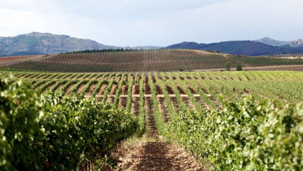 ep archivo   rio negro ya es denominacion de origen cogolludo entra en la elite del vino europeo