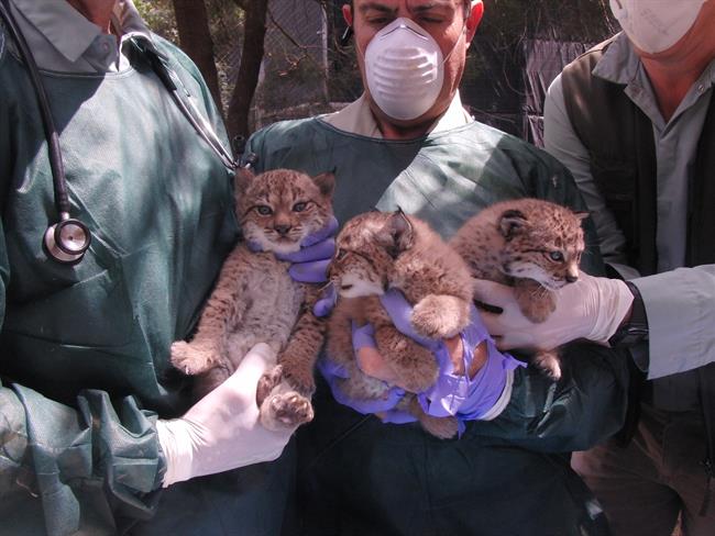 Chequeo de linces del Zoobotánico de Jerez | AYUNTAMIENTO JEREZ ep chequeolinceszoobotanicojerez