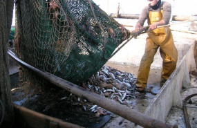 ep el pp pide al gobierno negociar con las flotas las restricciones a la pesca de arrastre en el ep el pp pide al gobierno negociar con las flotas las restricciones a la pesca de arrastre en el