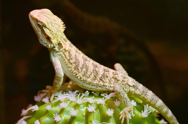 Lagarto verde, lagartos, lagartijas, reptiles, reptil | EUROPA PRESS ep lagarto verde lagartos lagartijas reptiles reptil