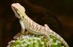 ep lagarto verde lagartos lagartijas reptiles reptil