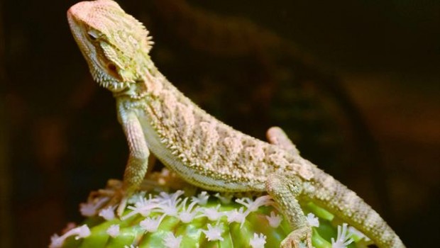 ep lagarto verde lagartos lagartijas reptiles reptil