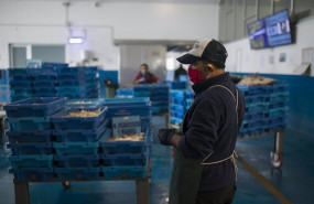 ep pescadores protegidos con mascarillas y guantes en la lonja pesquera de la cofradia de pescadores