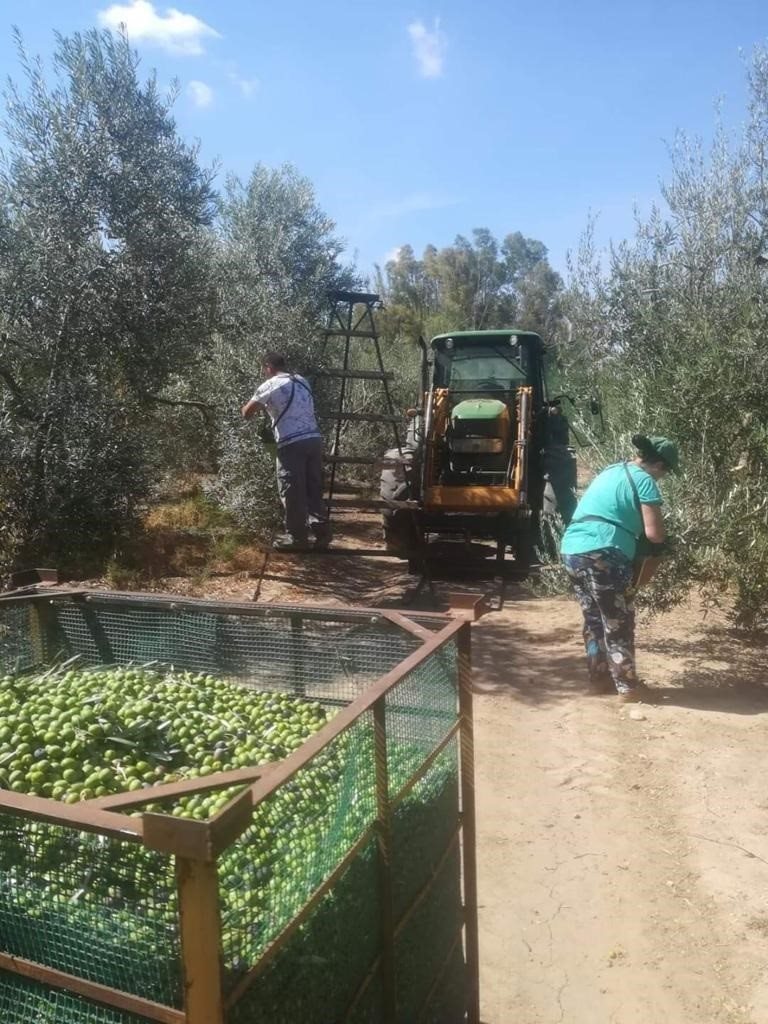 Recolección agrícola en Andalucía | JUNTA ep recoleccion agricola en andalucia