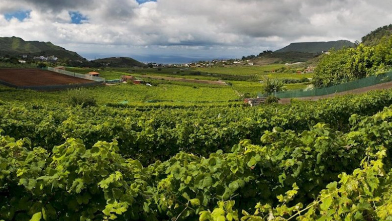 ep ribera del duero cierra una cosecha con 29 millones de kilos menos en 2019 pero con una calidad