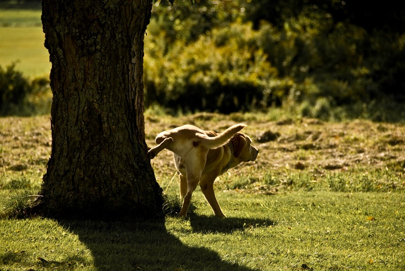 perro orinando pis perro orinando pis