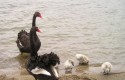 cisne negro, cisne, gripe aviar, cisne negro, cisne, gripe aviar,