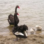 cisne negro, cisne, gripe aviar, cisne negro, cisne, gripe aviar,