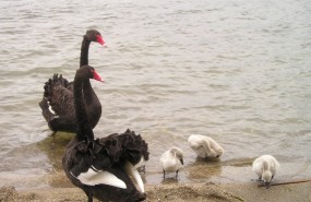 cisne negro, cisne, gripe aviar, 