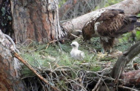 ep al menos 15 pollos de aguilas de bonelli han nacido ya en 2020 en mallorca y madrid
