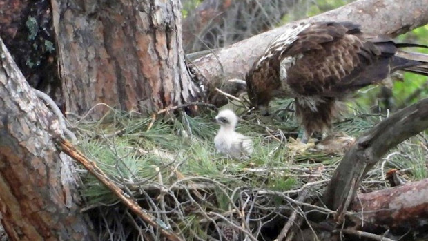 ep al menos 15 pollos de aguilas de bonelli han nacido ya en 2020 en mallorca y madrid