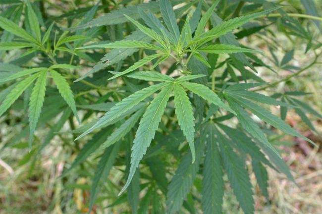 cannabis | WIKIMEDIA/ROTATIONAL ep cannabis 20171128132810