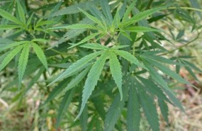 ep cannabis 20171128132810 ep cannabis 20171128132810
