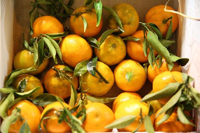 ep frutas fruta naranja naranjas