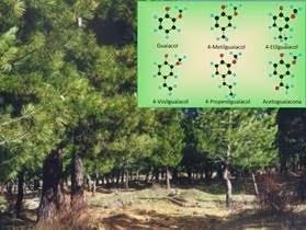 ep identificacionlos suelos qu eoueden almacenarcarbono