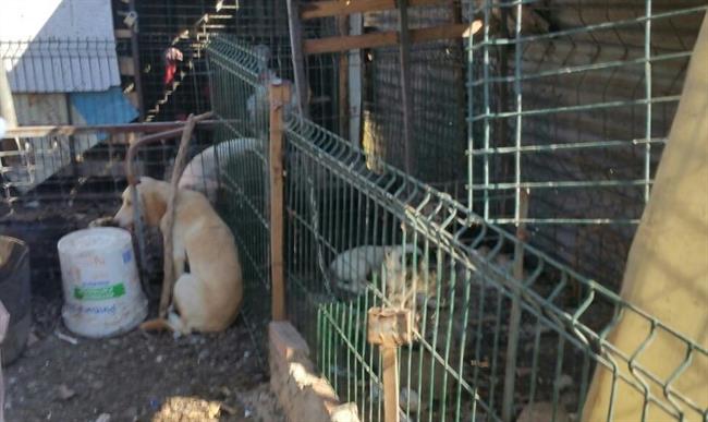 Perros rescatados en Algeciras. | EUROPA PRESS/ AYUNTAMIENTO DE ALGECIRAS ep perros rescatadosalgeciras