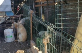 ep perros rescatadosalgeciras