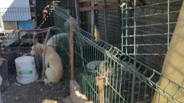 ep perros rescatadosalgeciras