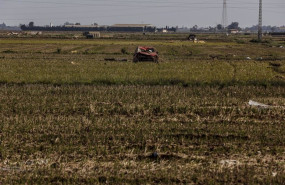 ep restos de la dana en un campo de arrozales