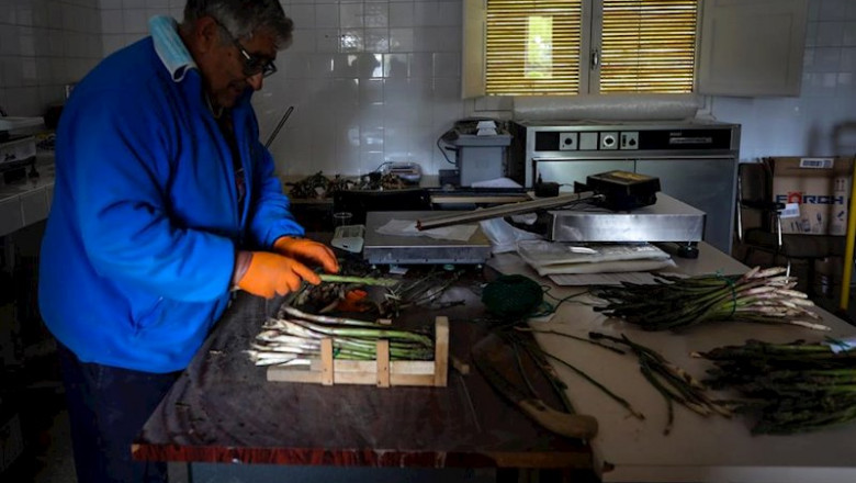 Un agricultor separa en diferentes paquetes espárragos cultivados en los campos del Instituto Madrileño de Investigación y Desarrollo Rural, Agrario y Alimentario (IMIDRA) | Jesús Hellín - Europa Press ep un agricultor separa en diferentes paquetes esparragos cultivados en los campos del instituto