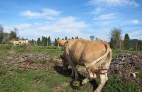 ep vacas 20190122140301