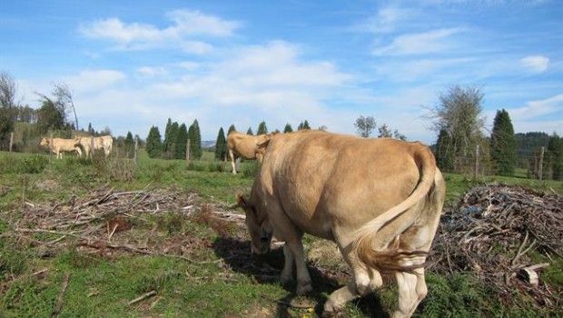 ep vacas 20190122140301