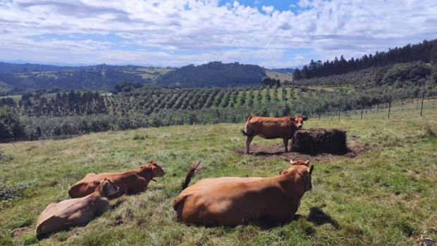 ep vacas de carne