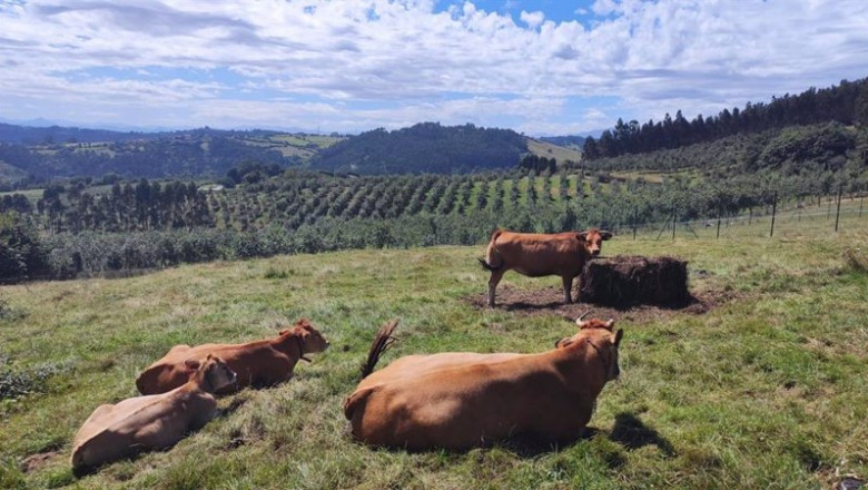 ep vacas de carne ep vacas de carne