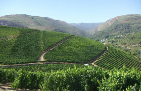 ep vinedo de godello de godeval