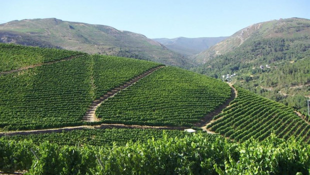ep vinedo de godello de godeval