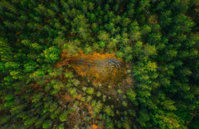 bosques globales bosques globales