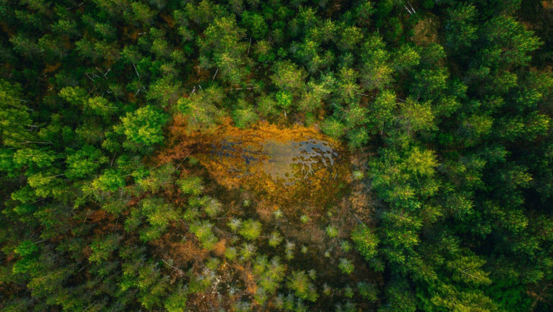 bosques globales 
