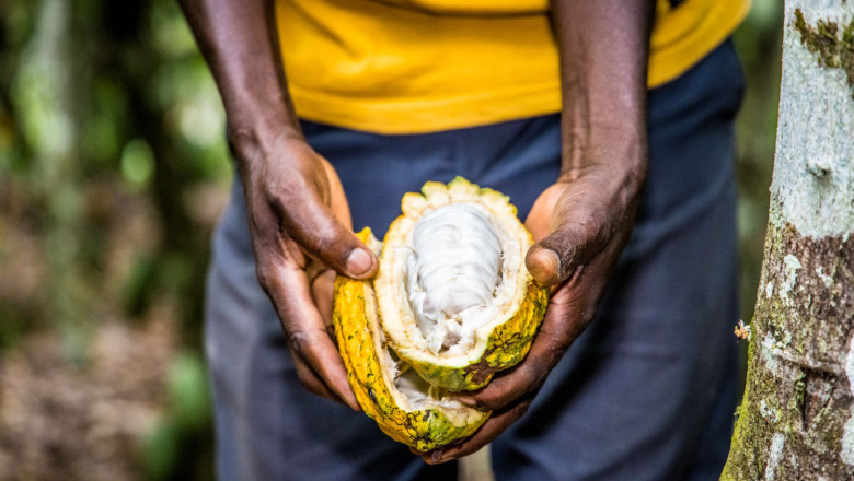 cacao 