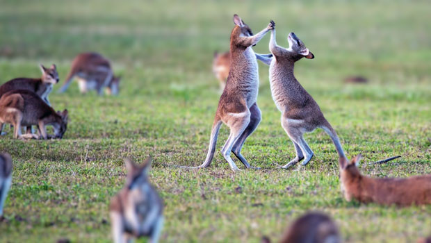 dl australia kangaroo kangaroos fighting wildlife fauna australian dollar aud reserve bank of australia rba asx 200 generic unsplash