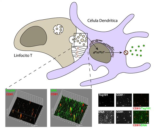 ep adn mitocondrialresponsablela respuesta antiviral