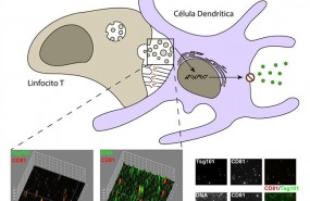ep adn mitocondrialresponsablela respuesta antiviral
