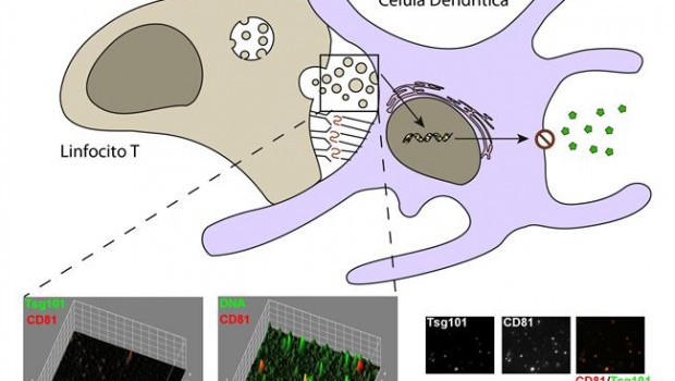 ep adn mitocondrialresponsablela respuesta antiviral