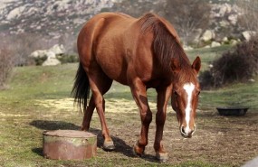 ep animal animales caballo caballos pastar pasto pastando campo
