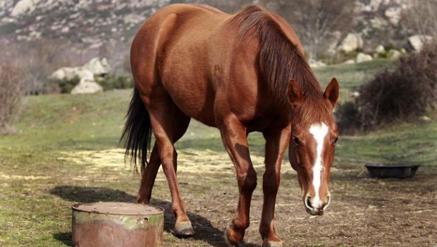 ep animal animales caballo caballos pastar pasto pastando campo