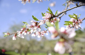 ep archivo   almendros en flor