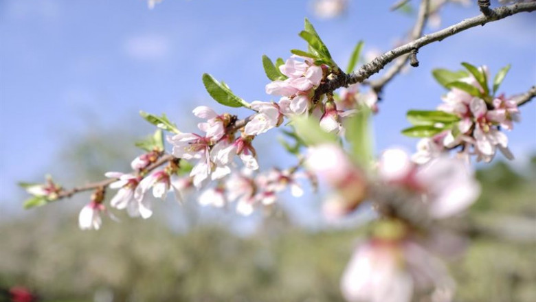 ep archivo almendros en flor ep archivo almendros en flor