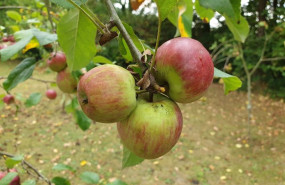 ep archivo   manzanas asturianas