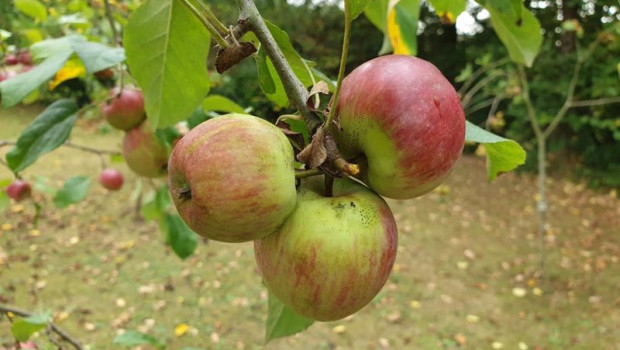 ep archivo   manzanas asturianas