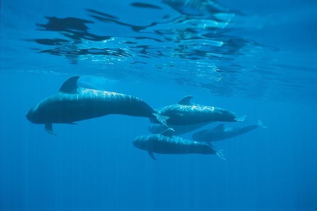 ep cetaceosaguastenerife