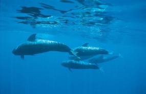 ep cetaceosaguastenerife
