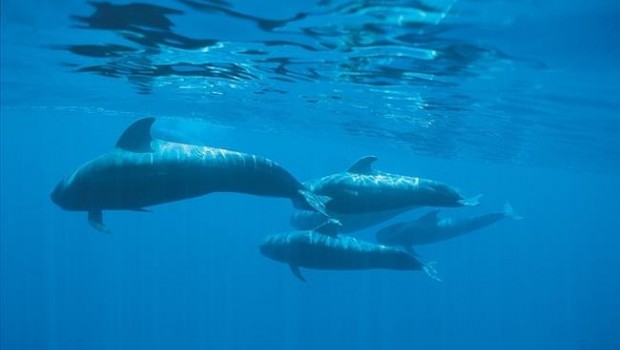 ep cetaceosaguastenerife