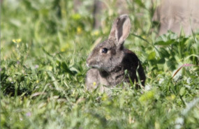 ep conejo animales bosque fauna